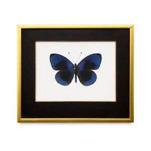 Framed Faux Butterfly Art | Gold Metal Frame | Natural History Style Wall Decor